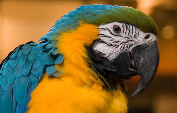 Выставка попугаев и других экзотических животных