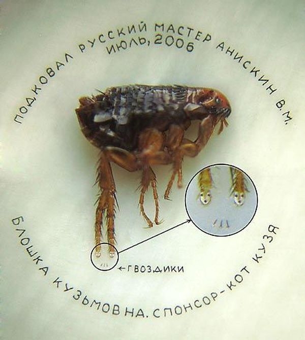 Диво под микроскопом. Музей микроминиатюр
